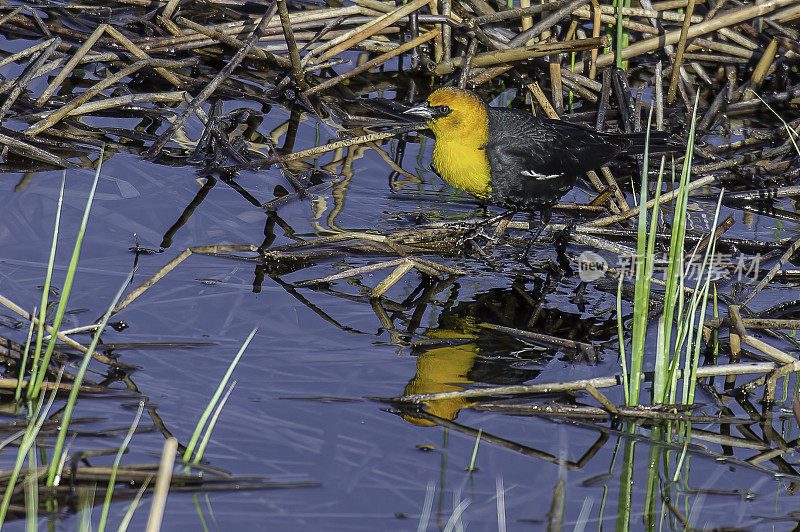 黄头黑鸟(Xanthocephalus Xanthocephalus)是一种中等大小的黑鸟，在黄石国家公园的水边被发现。怀俄明。雄性鸟。